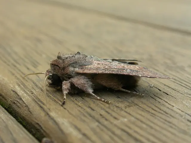 Transform Your Living Area with Smartex: Top Choice for Insect Barriers