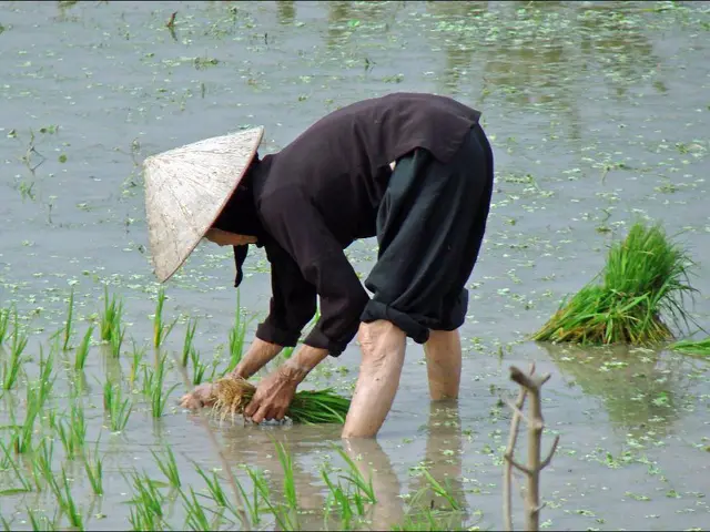 Immediate Soil Planting After Heavy Rain - Safe or Risky?