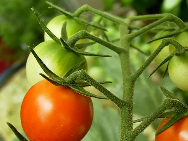 Cultivate Vibrant Tomato Seedlings at Home