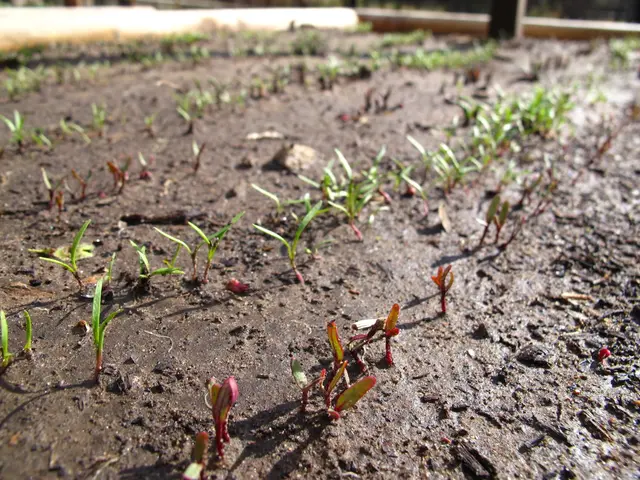 Guide for Cultivating Luffa Gourds to Obtain Natural Sponge