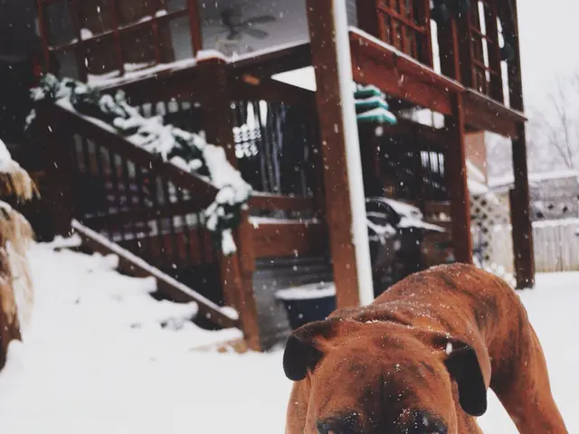 Dog-loving states revealed: Novel research pinpoints top canine enthusiasts!