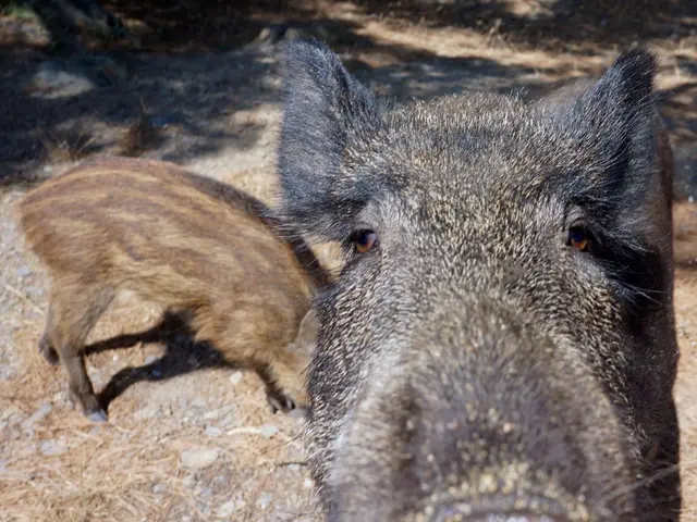 Berlin Wild Boars given names, with Amy Schweinhouse among them