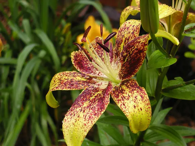 Secrets of the Snapdragon: Exploring Symbolism, Unexpected Findings, and Guidance for Cultivation