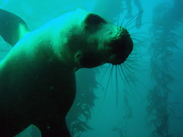"The young sea lion from Bremerhaven Zoo is now exhibited outdoors"