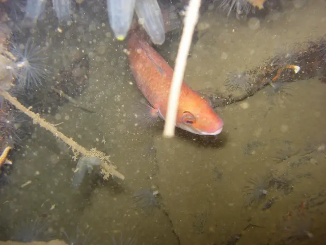 Environmentally Conscious Weed Management: Profitable and Earth-Friendly Approach to Carp Farming...