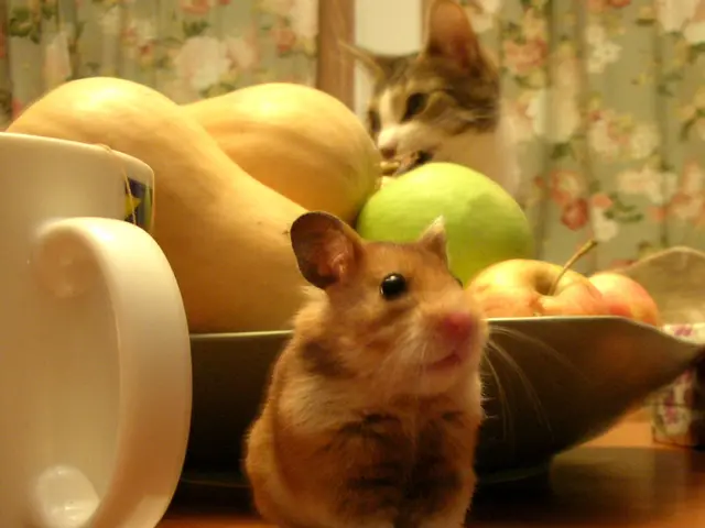Top-rated hamster accessories of 2025 ensuring your pet's joy and contentment