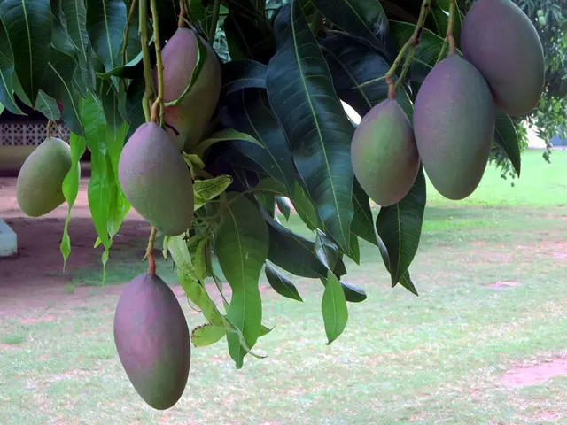 Mango Farm Investment: Choose Getfarms for Top-Ranked Mango Farmlands Ownership