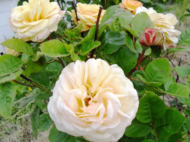 Garden Tasks for Fall: Sissinghurst's Head Gardener Outlines Fall Chores in the Yard