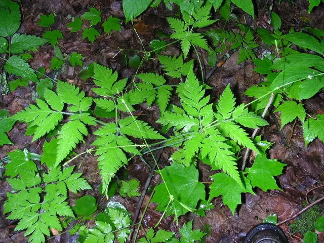 Overcoming Chlorosis with Minimal Resources: Utilize Just 2 Components