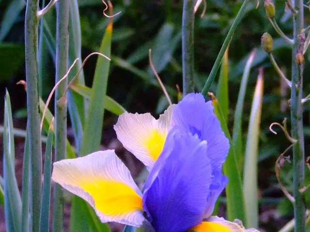 Guide for Enhancing Peace Lily Growth Through Pruning Techniques