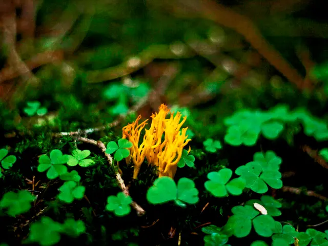Examining Soil pH Without Harming Plant Life