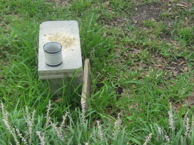 Enhancing Soil Drainage in Potted Plants