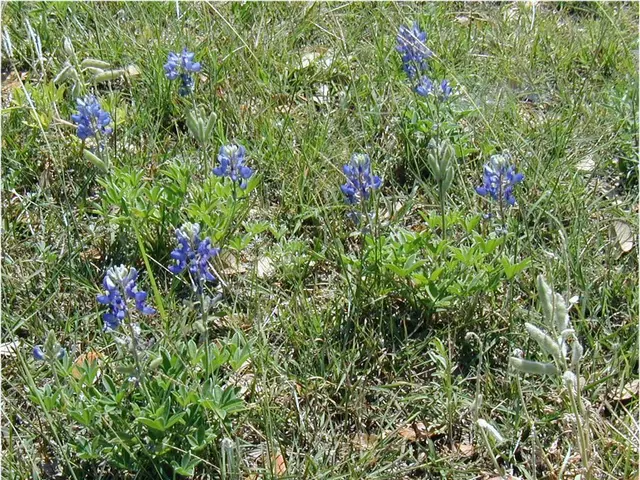 Sowing Zinnia Seeds Outdoors: A Step-by-Step Guide