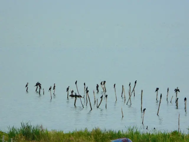 Restoring Avian Populations and Diversity at Chia Lagoon