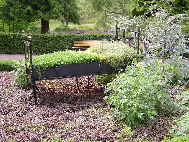 Evergreen Climbing Vines: Enhance Your Year-Round Landscapes with Seven Eye-Catching Options