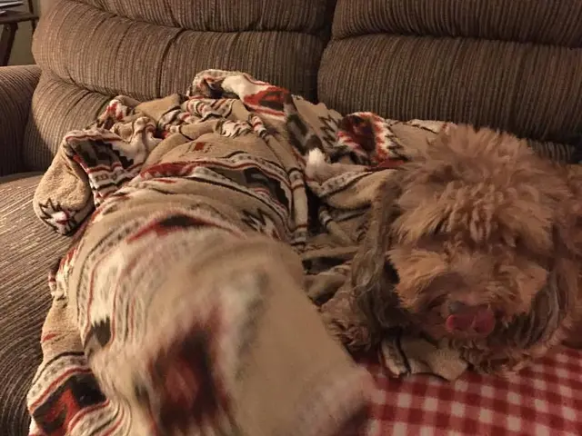 Waterproof Bed Mattress Protection: Essential for Hassle-Free Rest