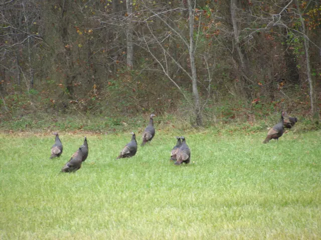 Discovering the Outdoors at Every Turn: A Guide to Bird Watching