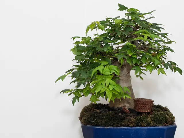 Fusing Root-Over-Rock and Cascade Bonsai Techniques for a Dual Dramatic Impact
