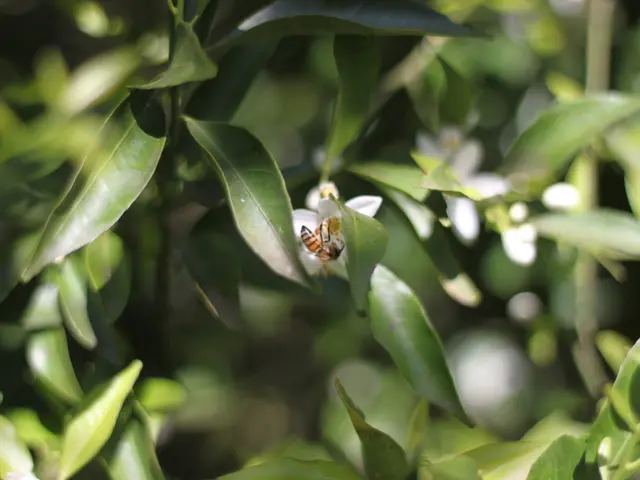 Financial aid of up to €1,500 for beekeepers offered by Thuringia