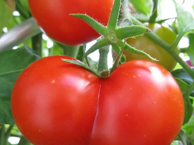 DIY Tomato Fertilizer: Potent Homemade Solutions for an Exceptional Harvest