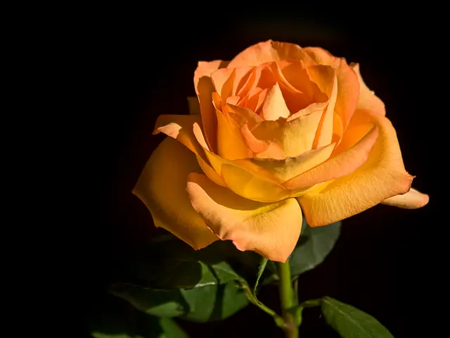 Exploring the Mysteries Behind Miniature Rose Demise: Identifying Typical Causes and Remedies
