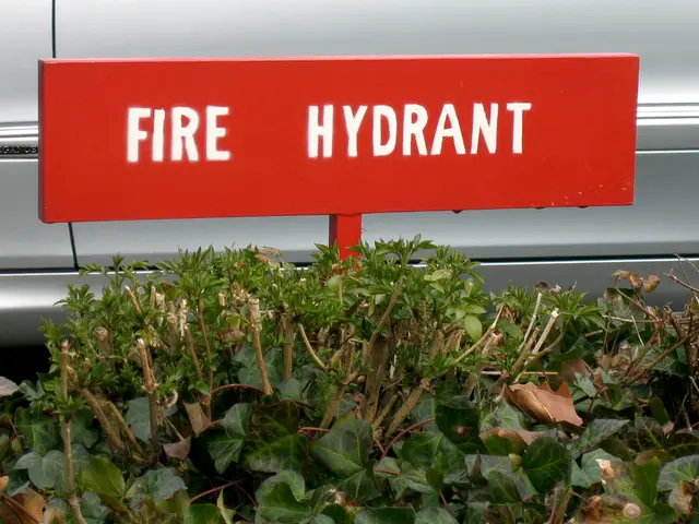 Guide for Cultivating Fire Light Hydrangea for a Vibrant Spectacle of Hues from Summer through...