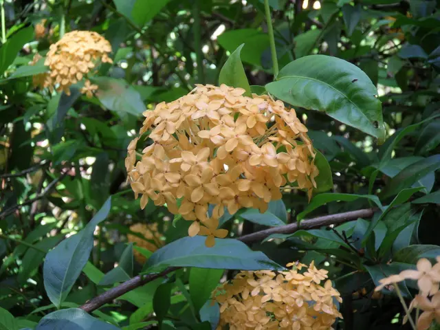 Gardening Tip: Choosing the Perfect Tree for Your Yard Depending on Your Birth Month