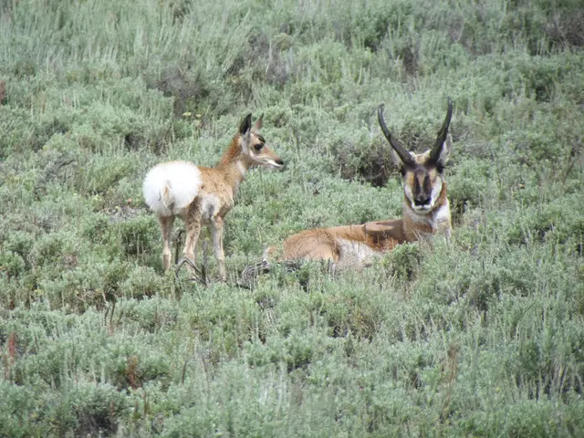 Cost-effective solutions for repelling deer in your garden: Explore three easy, affordable, and...