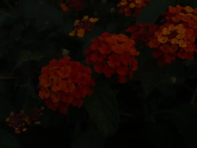 Bonsai Blossoms and Harvests: Techniques for Flowering and Fruiting Bonsai Plants