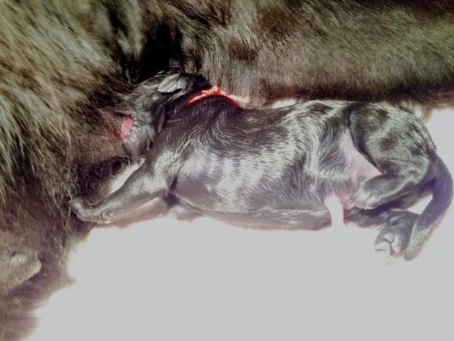 "Arguments raised against the effectiveness of animal rights in improving animal welfare"