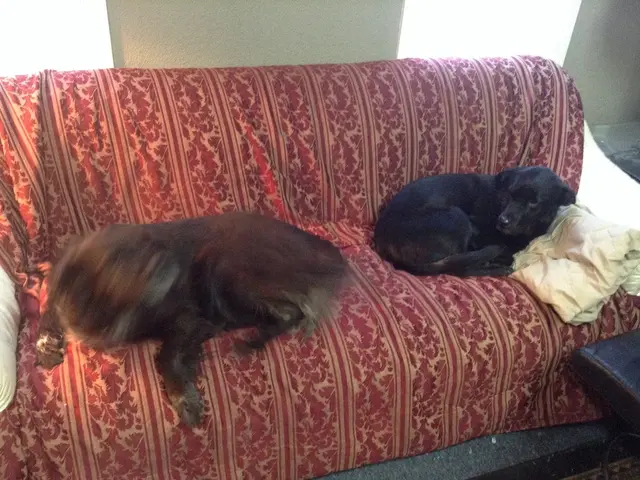 Is it appropriate to allow your pet dog to lounge on the couch? Let's end the argument once and for...