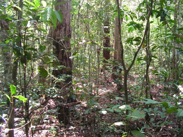 Guide on Planting a Jane Magnolia for Spectacular Spring Blossoms