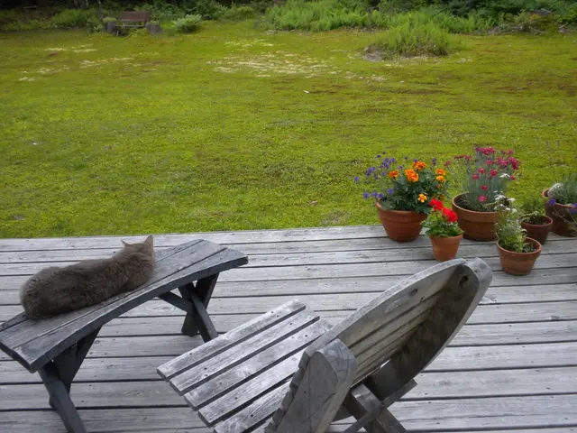 Adored Feline Rollers: A Selection that even the most discerning Cats can't resist