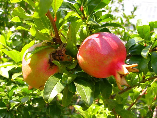 Easy Steps for multiplying Pomegranate Plants at Home