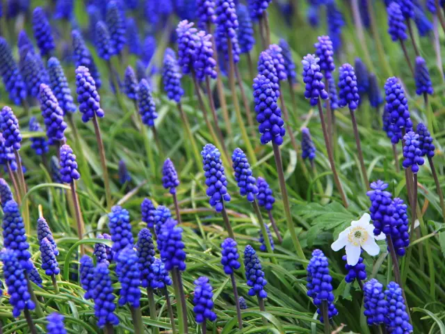 Bonsai Growth and Light Quality: The Impact of Light Quality on Bonsai Development