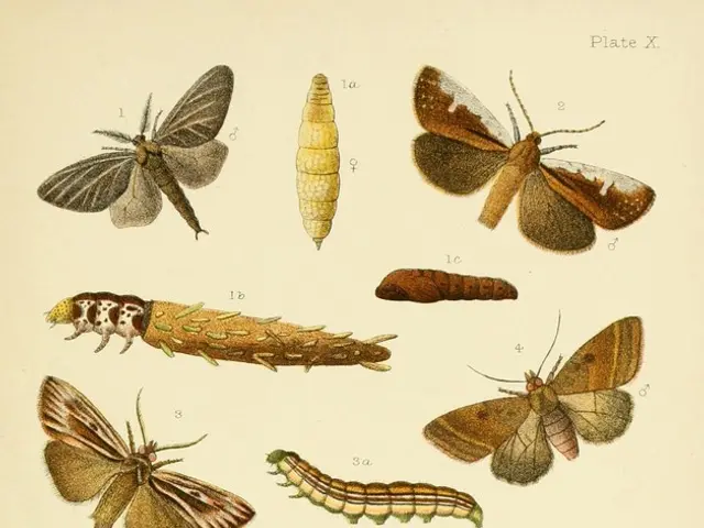 Exploring a Fraction of Moth Varieties: A Glimpse into the Vast World of Over 160,000 Moth Species
