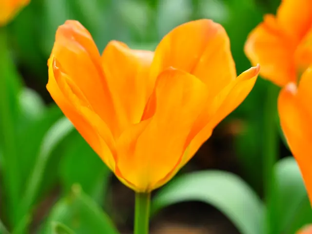 Deadheading 7 specific plants in August will lead to a second round of blossoms in early autumn.