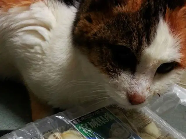 Can Felines Consume Bread? Breaking Down Empty Nutrients