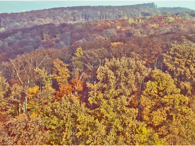 Elderly individuals generate income in a thrifty manner using the humble seeds of an old and...