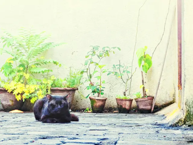 Best Houseplants Suitable for Feline Companions