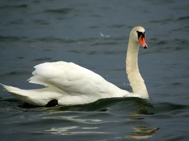 Firefighters of Detmold liberate a swan entangled in a chain of angel statues at Lake Mesché.