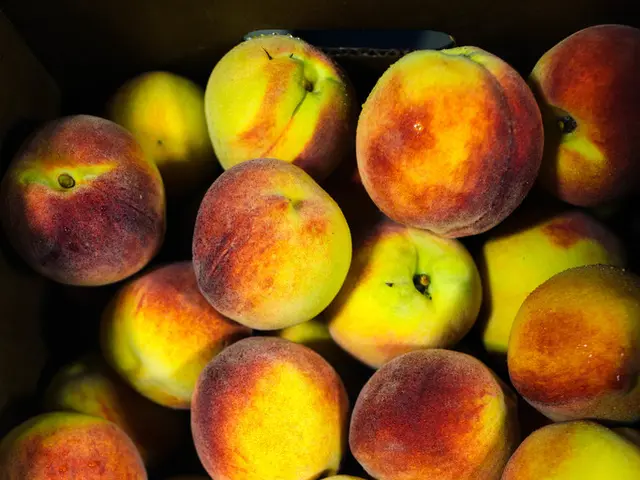 Is It Safe for Cats to Consume Apples? An Insight into Cyanide in Apple Pits