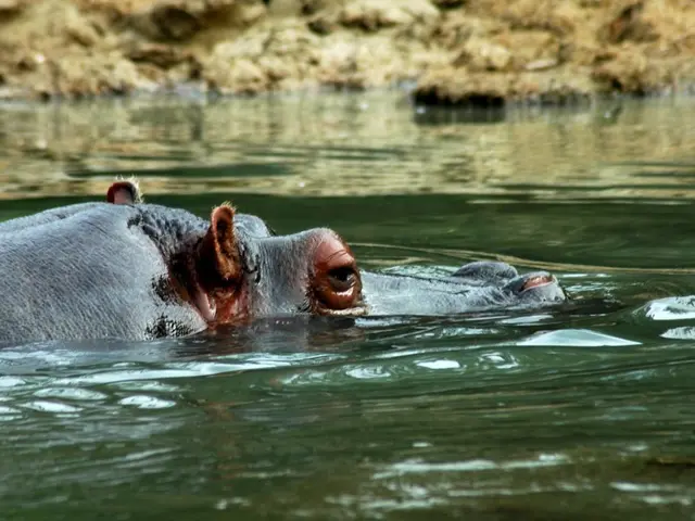 Newborn hippo arrives at Basel Zoo