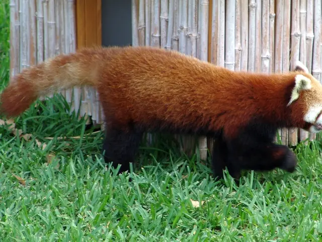 Activities at the Green Zoo Centered on Red Panda