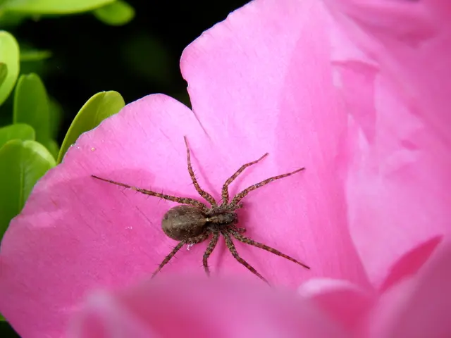 Autumn's Heralding Bloom: The Vibrant Red Spider Lilies, Known as Higanbana