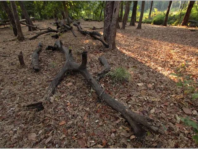 Mandatory Leaves in Autumn: Penalties Up To EURO 50,000 for Millions of Citizens