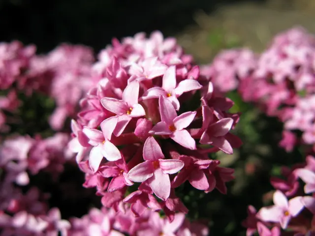 Dried Blue Borage Blooms on Display