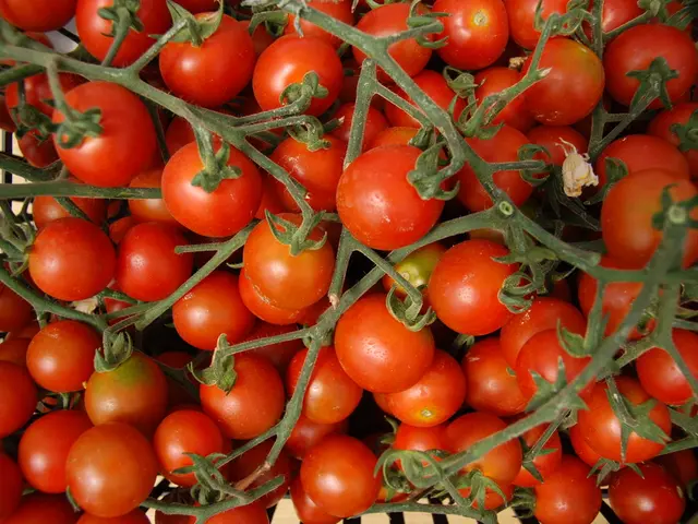 Guidance on the Timing and Technique for Harvesting Tomatoes for Ideal Ripeness