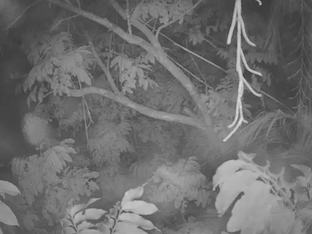 Trees receive assistance during the hot summer months.