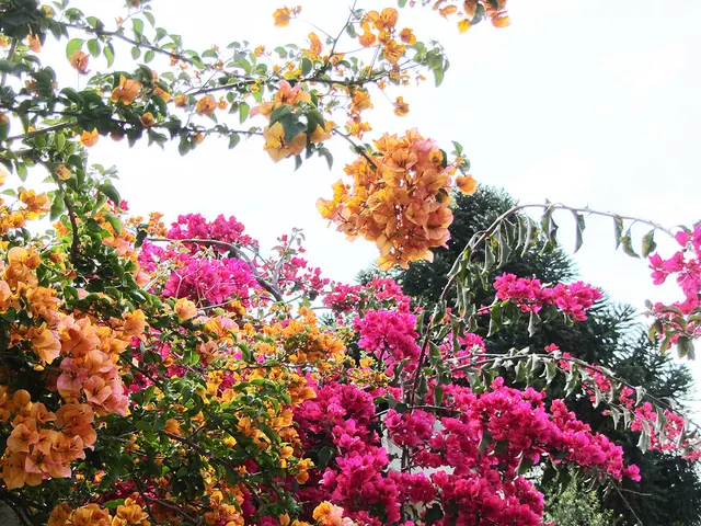 In this picture we can see flower plants. Flowers are in orange and pink color.